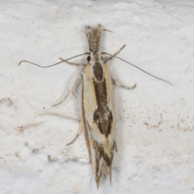 Thema macroscia (A concealer moth) at Melba, ACT - 7 Dec 2021 by kasiaaus