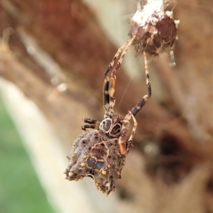 Celaenia calotoides at Cook, ACT - 15 Jan 2022 05:48 PM