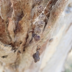 Celaenia calotoides at Cook, ACT - 15 Jan 2022 05:48 PM