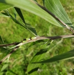 Sextius virescens at Weston, ACT - 8 Feb 2022