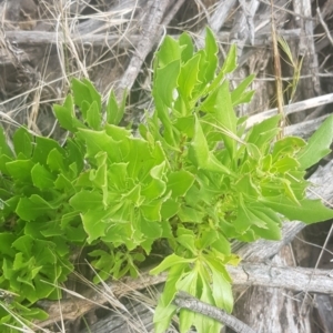 Dimorphotheca ecklonis at Watson, ACT - 7 Feb 2022