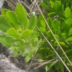 Dimorphotheca ecklonis at Watson, ACT - 7 Feb 2022 10:07 AM