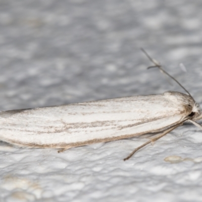 Philobota productella (Pasture Tunnel Moth) at Melba, ACT - 7 Dec 2021 by kasiaaus