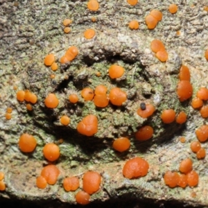 Lichen - crustose at Paddys River, ACT - 1 Feb 2022
