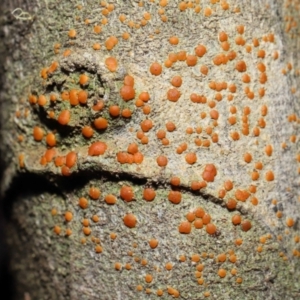 Lichen - crustose at Paddys River, ACT - 1 Feb 2022 12:22 PM