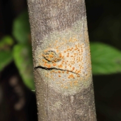 Lichen - crustose at Paddys River, ACT - 1 Feb 2022