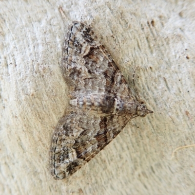 Phrissogonus laticostata (Apple looper moth) at Mount Painter - 15 Jan 2022 by CathB