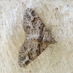 Phrissogonus laticostata (Apple looper moth) at Cook, ACT - 15 Jan 2022 by CathB