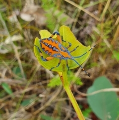 Amorbus (genus) (Eucalyptus Tip bug) at Campbell, ACT - 1 Feb 2022 by Helberth