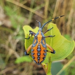 Amorbus sp. (genus) at Campbell, ACT - 1 Feb 2022