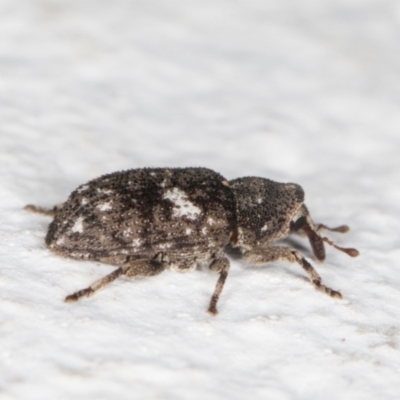 Achopera maculata (Weevil) at Melba, ACT - 7 Dec 2021 by kasiaaus