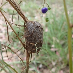 Opodiphthera (genus) at Cook, ACT - 17 Jan 2022