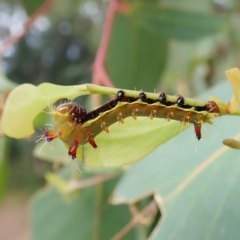 Opodiphthera eucalypti (Emperor Gum Moth) at Aranda Bushland - 1 Feb 2022 by CathB