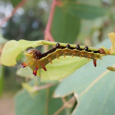 Opodiphthera eucalypti (Emperor Gum Moth) at Molonglo Valley, ACT - 2 Feb 2022 by CathB