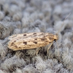 Hofmannophila pseudospretella (Brown House Moth) at Cook, ACT - 5 Feb 2022 by CathB