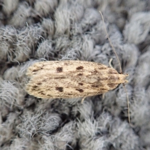 Hofmannophila pseudospretella at Cook, ACT - suppressed