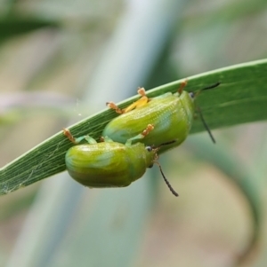 Calomela pallida at Molonglo Valley, ACT - 4 Feb 2022