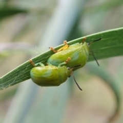 Calomela pallida (Leaf beetle) at Aranda Bushland - 4 Feb 2022 by CathB