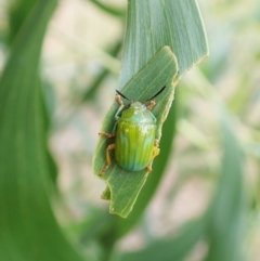 Calomela pallida at Molonglo Valley, ACT - 4 Feb 2022 05:31 PM