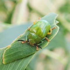 Calomela pallida at Molonglo Valley, ACT - 4 Feb 2022