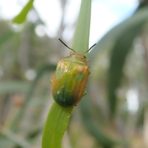 Calomela pallida at Molonglo Valley, ACT - 4 Feb 2022