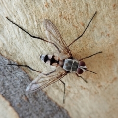 Prosena sp. (genus) (A bristle fly) at Point 4372 - 4 Feb 2022 by CathB