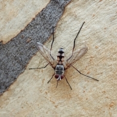 Prosena sp. (genus) at Molonglo Valley, ACT - 4 Feb 2022