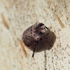 Unidentified Leafhopper or planthopper (Hemiptera, several families) at Cook, ACT - 9 Feb 2022 by CathB