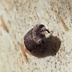 Cicadellidae (family) at Mount Painter - 9 Feb 2022 11:06 AM