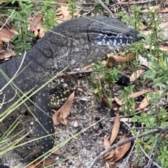 Varanus rosenbergi (Heath or Rosenberg's Monitor) at Jerrawangala National Park - 8 Feb 2022 by AnneG1