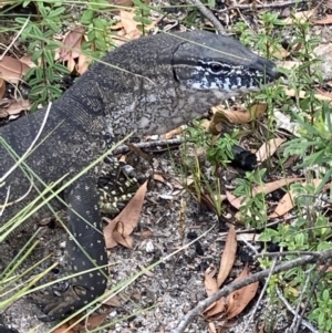 Varanus rosenbergi at Jerrawangala, NSW - 8 Feb 2022