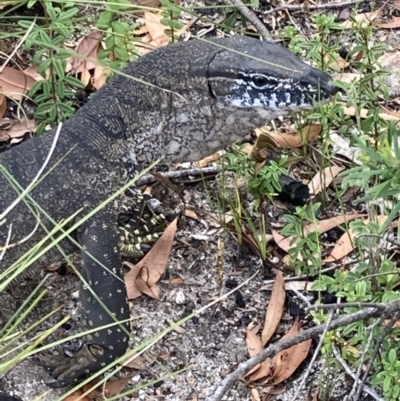 Varanus rosenbergi (Heath or Rosenberg's Monitor) at Jerrawangala, NSW - 8 Feb 2022 by AnneG1