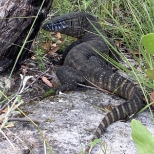 Varanus rosenbergi at Jerrawangala, NSW - 8 Feb 2022