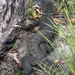 Varanus rosenbergi at Jerrawangala, NSW - 8 Feb 2022