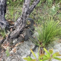 Varanus rosenbergi at Jerrawangala, NSW - 8 Feb 2022