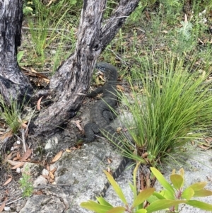 Varanus rosenbergi at Jerrawangala, NSW - 8 Feb 2022