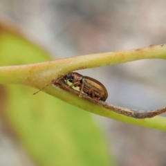 Edusella sp. (genus) (A leaf beetle) at Aranda Bushland - 1 Feb 2022 by CathB