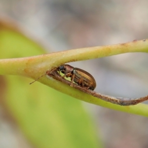 Edusella sp. (genus) at Aranda, ACT - 2 Feb 2022
