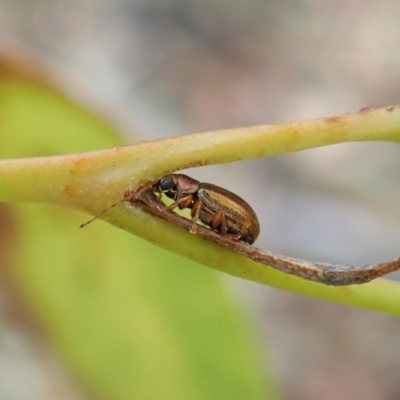 Edusella sp. (genus) (A leaf beetle) at Aranda Bushland - 1 Feb 2022 by CathB
