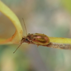 Edusella sp. (genus) at Aranda, ACT - 2 Feb 2022