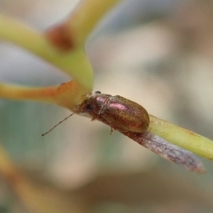 Edusella sp. (genus) at Aranda, ACT - 2 Feb 2022