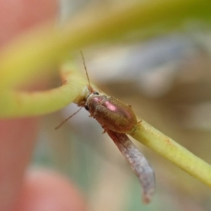 Edusella sp. (genus) at Aranda, ACT - 2 Feb 2022 10:01 AM