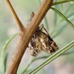 Asthenoptycha sphaltica and nearby species at Aranda Bushland - 1 Feb 2022 by CathB