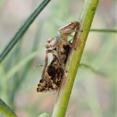 Asthenoptycha sphaltica and nearby species at Molonglo Valley, ACT - 2 Feb 2022