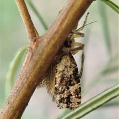 Asthenoptycha sphaltica and nearby species at Molonglo Valley, ACT - 2 Feb 2022