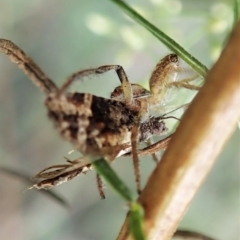 Asthenoptycha sphaltica and nearby species at Molonglo Valley, ACT - 2 Feb 2022