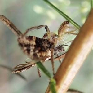 Asthenoptycha sphaltica and nearby species at Molonglo Valley, ACT - 2 Feb 2022