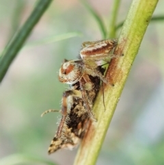 Opisthoncus sp. (genus) (Unidentified Opisthoncus jumping spider) at Molonglo Valley, ACT - 1 Feb 2022 by CathB