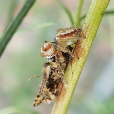 Opisthoncus sp. (genus) (Unidentified Opisthoncus jumping spider) at Aranda Bushland - 1 Feb 2022 by CathB