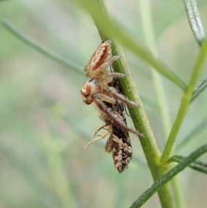 Opisthoncus sp. (genus) at Molonglo Valley, ACT - 2 Feb 2022